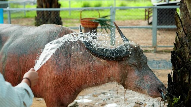 Close up of water buffalo Bubalus bubalis being washed with hose to clean dirt at farm in Khao Lak Thailand