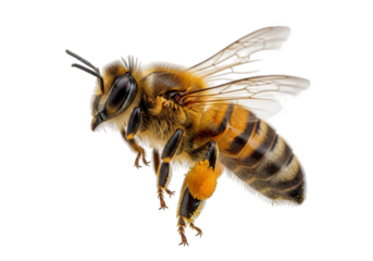 Isolated honey bee with yellow pollen on a white background