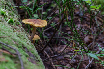 mushroom galerina. macro photo of a mushroom growing in the forest on an old tree trunk. blurred background. screensaver. free space. close-up.