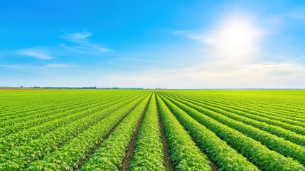 Green agriculture field under sunlight landscape. Crops and plants fill rural outdoors. Nature and farm horizon, green environment, sunny sky, cultivation context, panoramic farmingland,