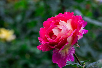 Fototapeta premium a rose on a blurred background with a bokeh effect. macro photography of a plant. screensaver. free space. close-up.