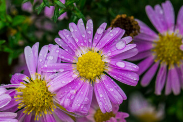 Obraz premium Chrysanthemum purple, garden with raindrops or dew. on a blurred background with bokeh. macro flower photo. screensaver. free space. close-up.