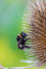 pollination of a flower by a bumblebee. benefits of insects. flower on a green background. insect on a flower. thistle flower in close-up. pollination of a plant.
