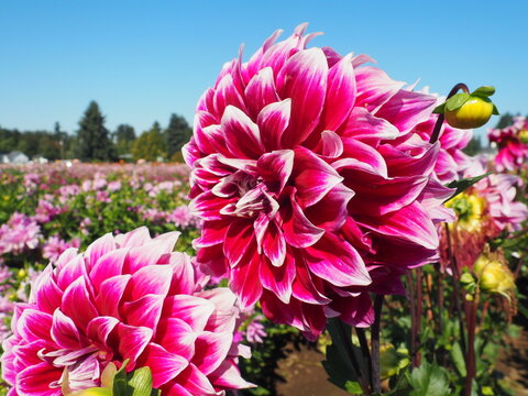 Dahlia Field
