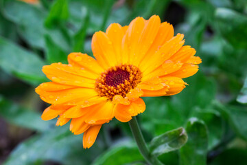 yellow medicinal calendula flower with raindrops or dew. on a blurred background with bokeh. macro photo of a flower. screensaver. free space. close-up.