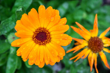 calendula on a blurred background with a bokeh effect. flower macro shot. screensaver. free space. close-up.