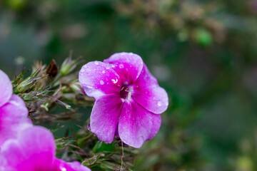 Obraz premium purple phlox with raindrops or dew. on a blurred background with bokeh. macro photo of a flower. screensaver. free space. close-up.