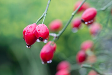 red rosehip fruits with raindrops or dew. on a blurred background with a bokeh effect. macro...