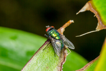 green metallic fly on a plant leaf. colorful macro photo of an insect. close-up. screensaver. green metal.