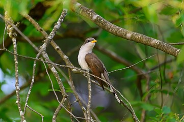 A Yellow-Billed Cuckoo near Montello, Wisconsin.