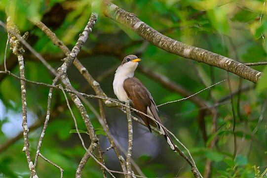 A Yellow-Billed Cuckoo near Montello, Wisconsin.