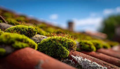 Moss grows on old red roof tiles, creating a textured surface with a natural and weathered look against a blurred blue sky, showcasing resilience and age.