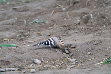 Common hoopoe