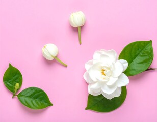 Delicate white flowers and leaves on a vibrant pink background
