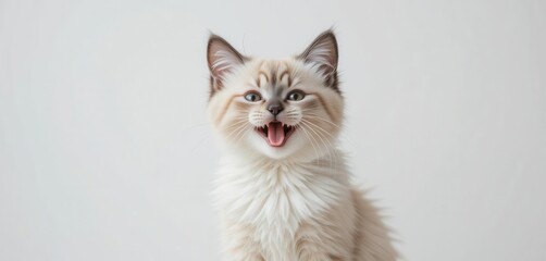 Pure Feline Happiness  A Delightful Birman Kitten Against a Crisp White Backdrop, Studio Elegance and Light