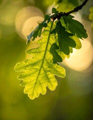 Close-up of vibrant oak leaf, bathed in golden sunlight, bokeh background