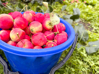 Apples in a bucket are in the garden. The harvest of apples.