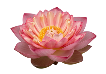 A delicate, exquisite lotus flower, with soft pink and peachy hues, blossoms against a pure black backdrop.