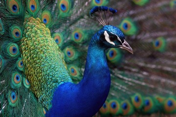 Obraz premium Close-up of a peacock's vibrant plumage (2)