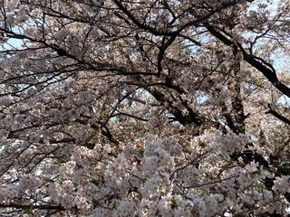 桜の木