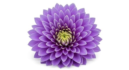 A vibrant, purple flower head displays intricate details against a plain white background.