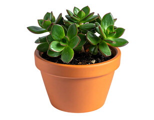 Succulent in terracotta pot, dark green leaves, reddish edges
