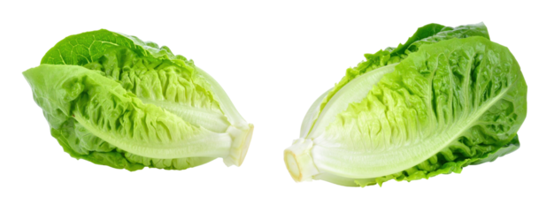 Fresh Baby Cos Lettuce Heads Isolated on Transparent Background Showing Vibrant Green Color and Detailed Leaf Texture
