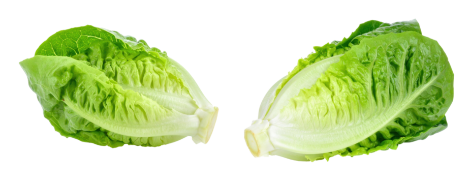 Fresh Baby Cos Lettuce Heads Isolated on Transparent Background Showing Vibrant Green Color and Detailed Leaf Texture