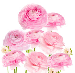 soft pink ranunculus flowers in full bloom offering gentle beauty