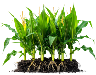 Corn plants sprout from rich soil. Lush green leaves and visible roots