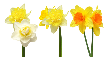 yellow and white daffodils blooming in spring for a cheerful display