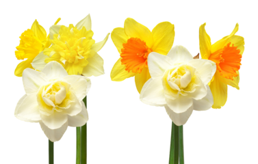 bright yellow daffodils and white daffodils bloom during spring