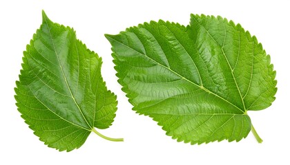 Two vibrant green mulberry leaves