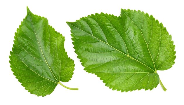 Two vibrant green mulberry leaves
