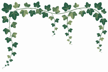 Lush green ivy vines gracefully arching and cascading with delicate leaves
