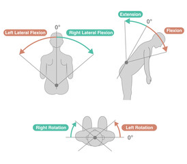Thoracolumbar Spine and Trunk Range of Motion (ROM) Illustration