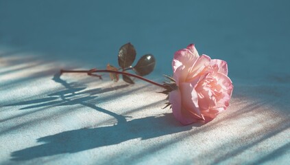Delicate pink rose, sunlit shadow
