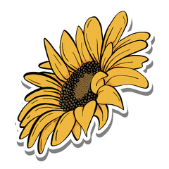 Black line sunflower. Yellow petals and brown seeds on white silhouette and gray shadow. Vector illustration for decorate logo, text, greeting cards and any design.
