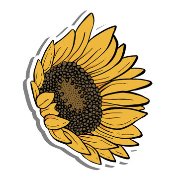 Black line sunflower. Blooming Sunflower on white silhouette and gray shadow. Vector illustration for decorate logo, text, greeting cards and any design.
