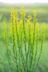 Obraz premium yellow rape field