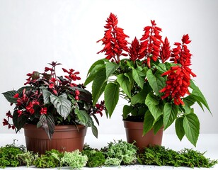 Two vibrant potted plants, red flowers and dark leaves