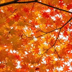 red maple leaves