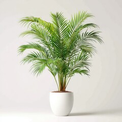 Full shot of a vibrant palm plant