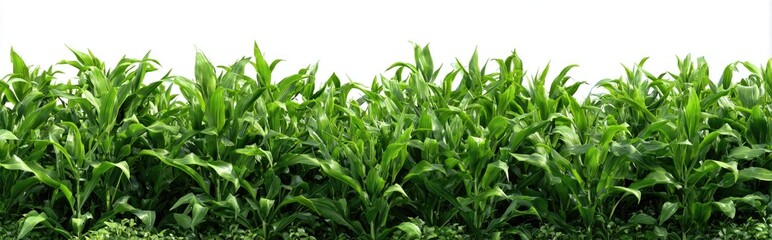 Fototapeta premium Lush green field of young plants