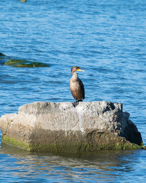 Cormorant resting on rock near water, aquatic bird species in natural habitat