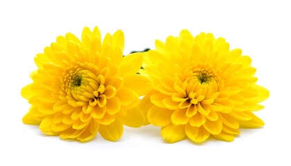 Two vibrant yellow chrysanthemum flowers against a white background