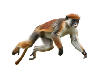 A striking image of a red-tailed monkey in a dynamic leaping pose against a stark black backdrop.