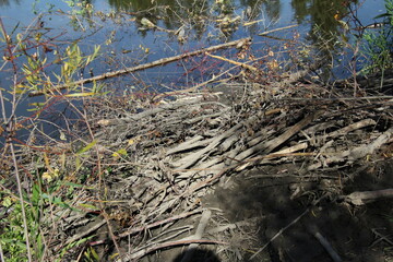 Beaver Lodge, Whitemud Park, Edmonton, Alberta