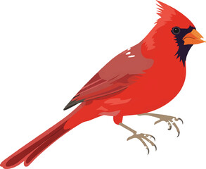 red cardinal bird