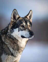 Winter portrait of a medium-sized dog, gray and white fur, alert gaze